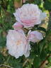 Garisenda rose photo