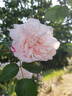 Garisenda rose photo