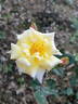 Frine rose photo