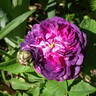 Jenny Duval rose photo