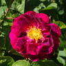 Alain Blanchard rose photo