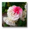 White Grootendorst rose photo