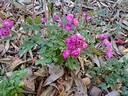 Sibelius ® rose photo