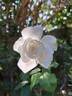 Annapurna rose photo