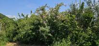 R. californica plena rose photo