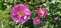 R. californica plena rose photo