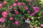 Scarman's Crimson China rose photo