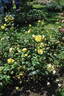 Golden Oriole rose photo