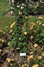 Indian summer rose photo