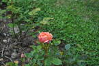 Koraalroze Scarman rose photo