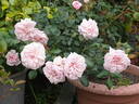 Our Beth rose photo