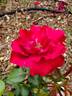 Black Cherry ™ rose photo