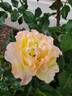 Rugelda ® rose photo