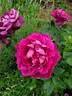 Intrigue rose photo