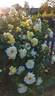 Northern Yellow rose photo