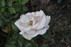 Lenore's Song rose photo