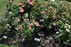 Ettenbühl Sunrise rose photo