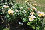 Lemon Tea rose photo