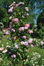 Hanka rose photo
