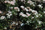Frilly Knickers rose photo