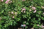 Mozart's Lady rose photo