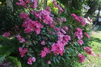 Betty Prior rose photo