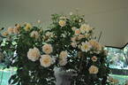 Baron Wauthier de Ligne rose photo