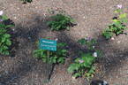 Shinoburedo rose photo
