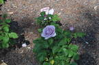 Shinoburedo rose photo
