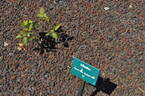 Miwaku rose photo