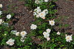 Sayokyoku rose photo