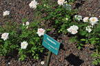 Sayokyoku rose photo