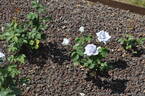 Aono Requiem rose photo