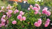 Bienvenue rose photo