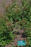 Karez rose photo