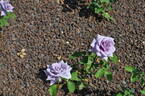 Ao no Kiseki rose photo