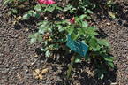 Seika rose photo