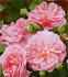 Newport™ rose photo