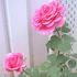 Pink Peace, Cl. ® rose photo