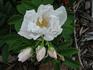 Pristine Pavement rose photo
