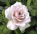 Baby Talk rose photo