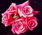 Purple Dawn rose photo