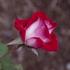 Razzle Dazzle rose photo
