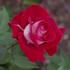 Razzle Dazzle rose photo