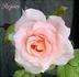 Rejoice rose photo