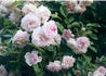 Psyche rose photo