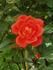 Sunseeker rose photo