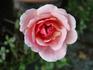 Giuseppe Motta rose photo