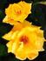 Ben's Gold rose photo