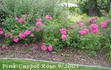 Pink Carpet ™ rose photo